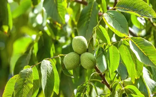 Walnut Trees