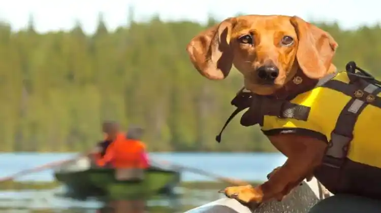 10 Important Things To Keep Dogs Cool on Boats