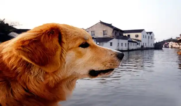 Are Dogs Allowed On Houseboats - guide
