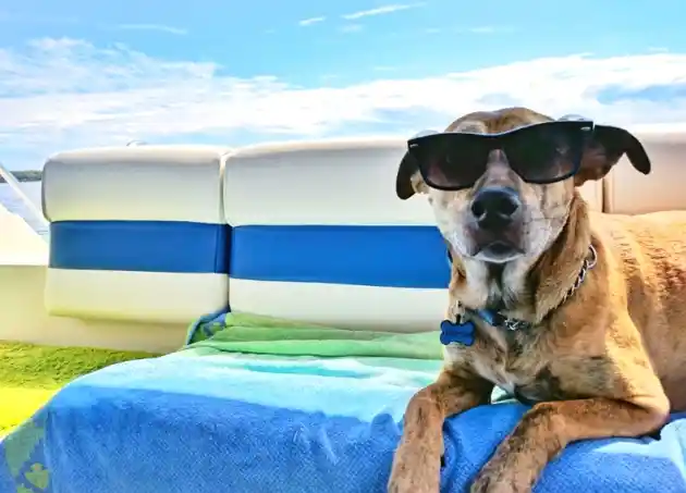 Houseboat Pet Policies
