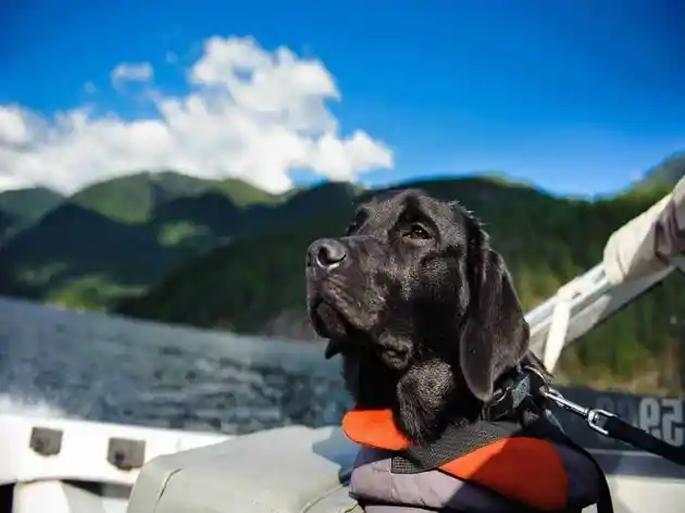Houseboating with Dog