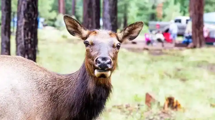 How to Protect Yourself From Wildlife While Camping