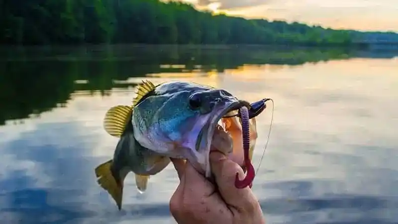What Are The Best Bass Fishing Lures For Summer?