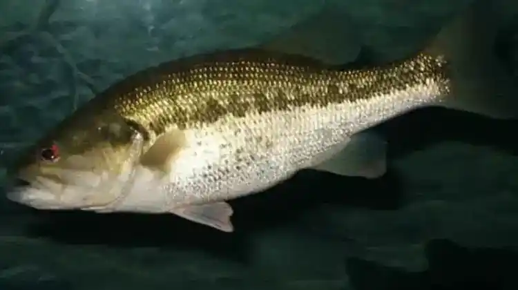 14 Best Baits for Bass Fishing Any Time of the Year